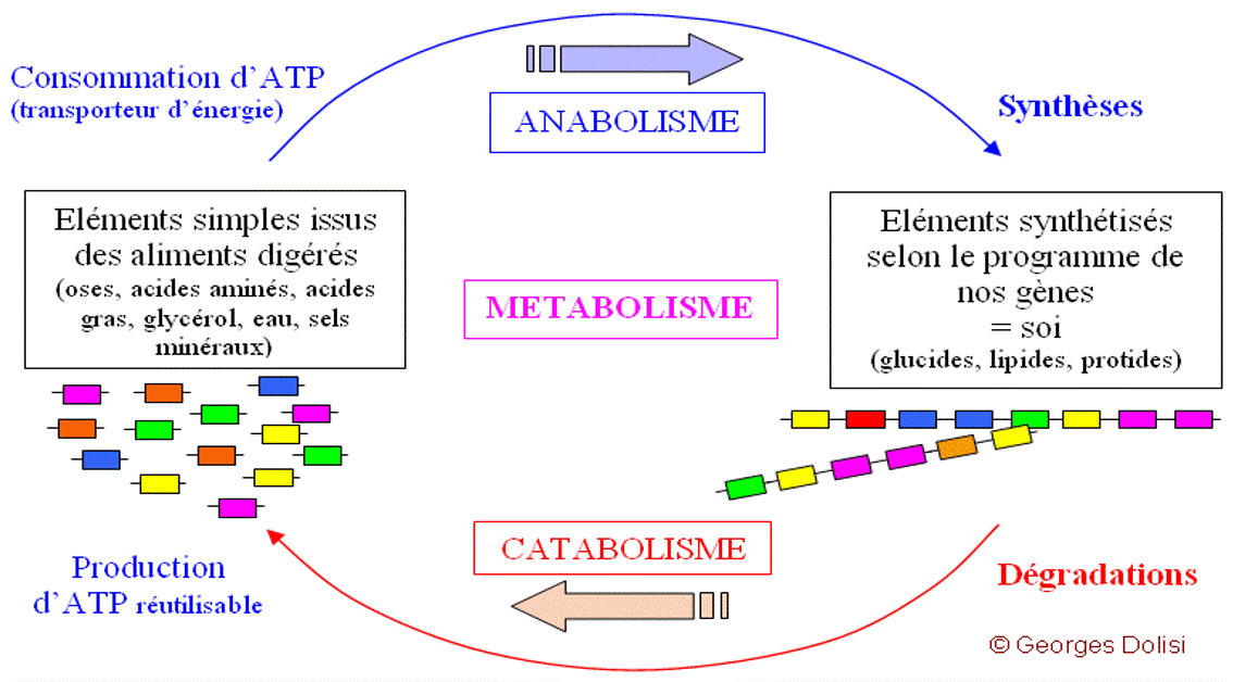  image du catabolisme